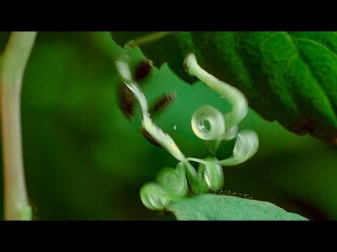 Caterpillars Feeding on Exploding Touch-Me-Not Seed Pods | BBC Earth