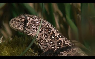 Reptiles of Britain | BBC Earth
