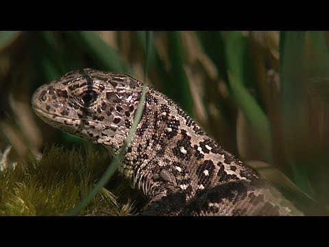 Reptiles of Britain | BBC Earth