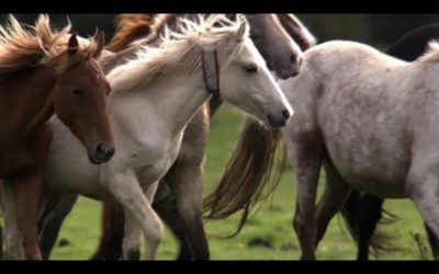 Pony Drift: The British “WIld West” | BBC Earth