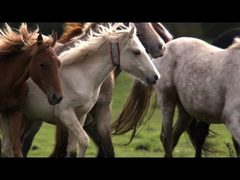 Pony Drift: The British “WIld West” | BBC Earth