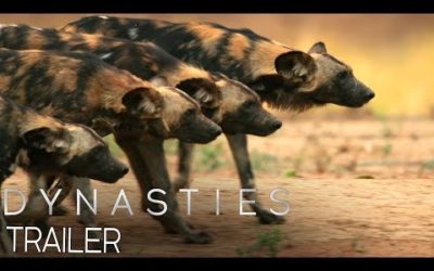 Dynasties: Official Trailer #2 | New David Attenborough Series | BBC Earth
