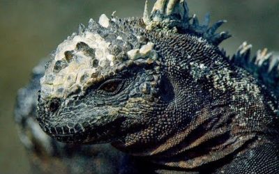 How Marine Iguanas are Surviving Climate Change | BBC Earth