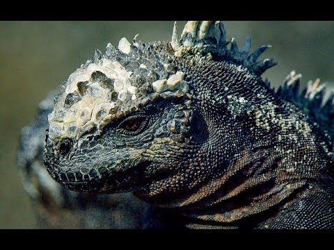 How Marine Iguanas are Surviving Climate Change | BBC Earth