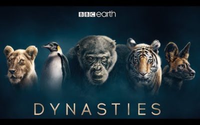 Dynasties: First Look Trailer | New David Attenborough Series | BBC Earth