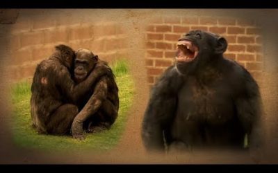 Things to Know About Chimps | BBC Earth
