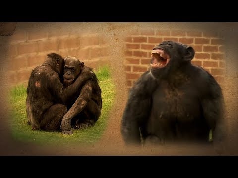 Things to Know About Chimps | BBC Earth