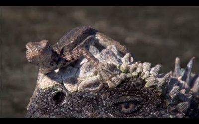 Iguanas and Sea Lions Have Surprising Animal Allies | BBC Earth