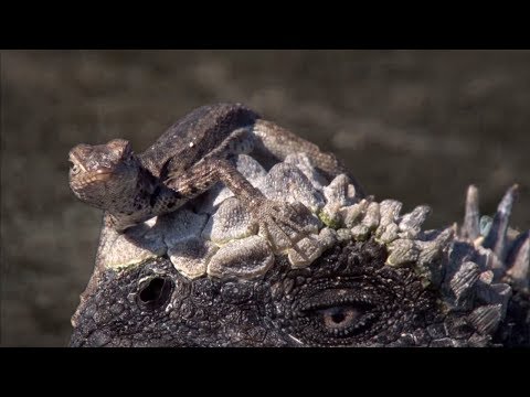 Iguanas and Sea Lions Have Surprising Animal Allies | BBC Earth