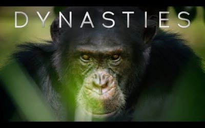 Meet David: The Alpha Chimp Defending His Crown | Dynasties | BBC Earth
