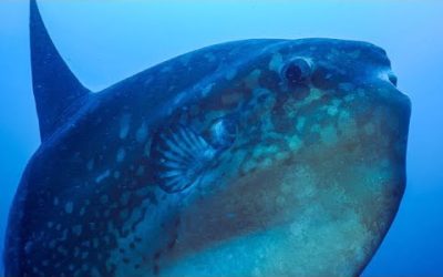 Enormous Ocean Sunfish Caught on Camera Cleaning Itself | BBC Earth