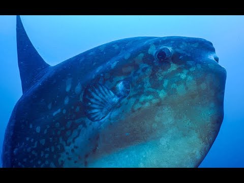 Enormous Ocean Sunfish Caught on Camera Cleaning Itself | BBC Earth