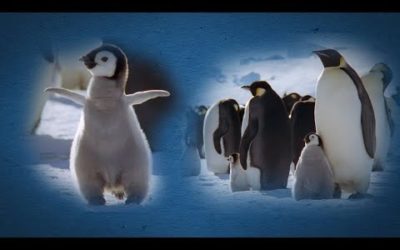 Penguins’ Amazing Survival Skills | BBC Earth