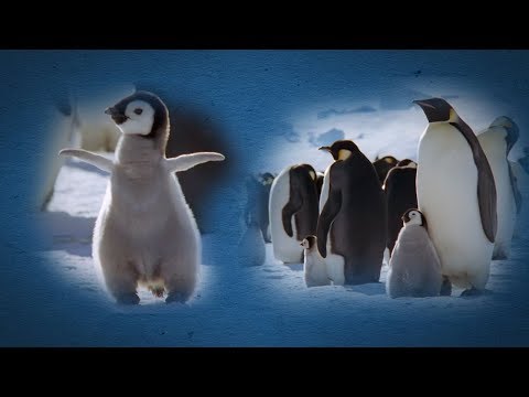 Penguins’ Amazing Survival Skills | BBC Earth