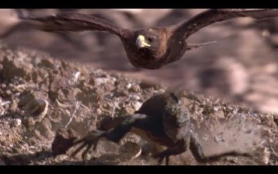Hawk Hunts Marine Iguanas | BBC Earth