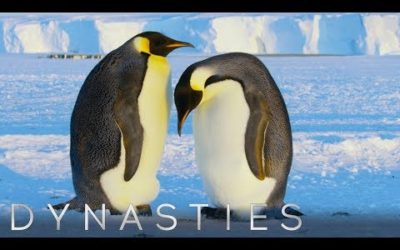 Emperor Penguins Nurture a Snowball | Dynasties | BBC Earth