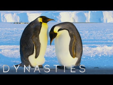 Emperor Penguins Nurture a Snowball | Dynasties | BBC Earth