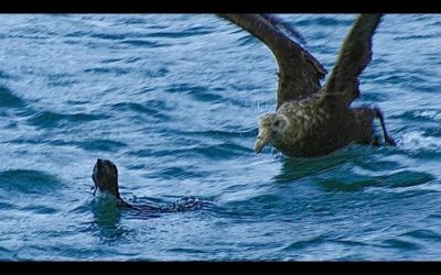 Young Rockhopper Penguin’s First Swim Threatened by Predator | BBC Earth