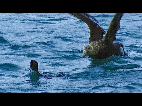 Young Rockhopper Penguin’s  First Swim Threatened by Predator | BBC Earth