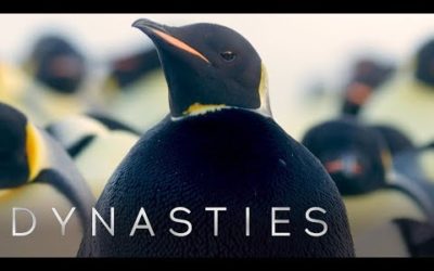 Extremely Rare All Black Penguin Sighting | Dynasties: Behind The Scenes | BBC Earth