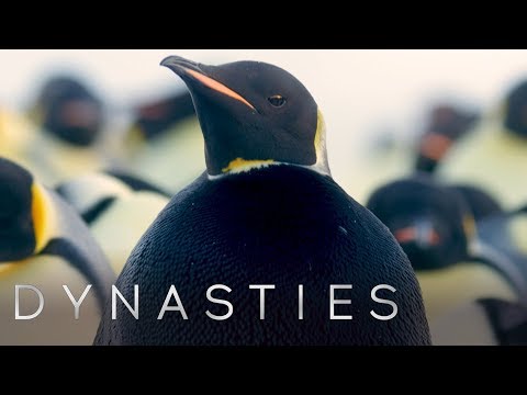 Extremely Rare All Black Penguin Sighting | Dynasties: Behind The Scenes | BBC Earth