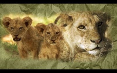 Lions: From Cute Cubs to Apex Predators | BBC Earth