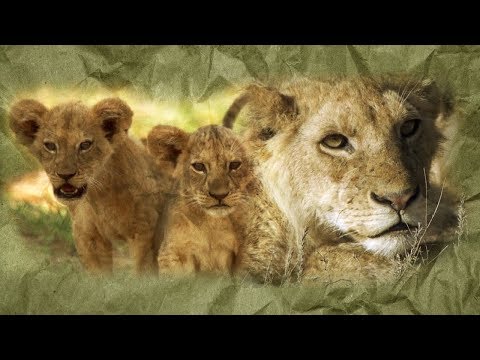 Lions: From Cute Cubs to Apex Predators | BBC Earth - Πέτρος Σολωμόζης