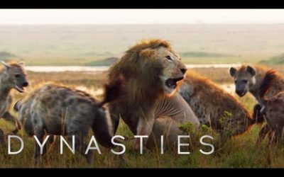 Lion Attacked by Pack of Hyenas | Dynasties | BBC Earth