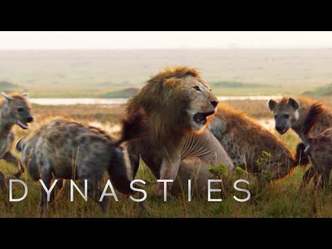 Lion Attacked by Pack of Hyenas | Dynasties | BBC Earth