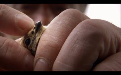 Grouse Chicks Die from Hypothermia | BBC Earth