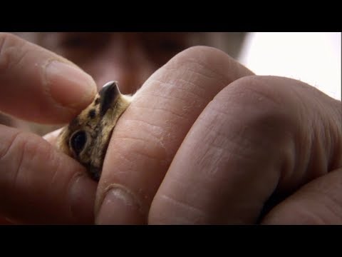 Grouse Chicks Die from Hypothermia | BBC Earth