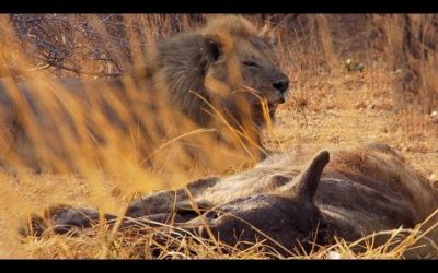 Lions vs Hyenas | BBC Earth