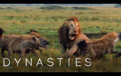 Lion Attacked by Pack of Hyenas – FULL CLIP (with ending) | Dynasties | BBC Earth