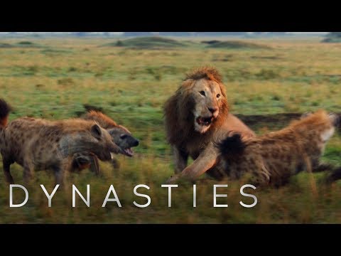 Lion Attacked by Pack of Hyenas – FULL CLIP (with ending) | Dynasties | BBC Earth