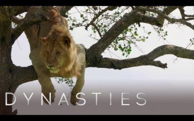 Lion Is Stuck On A Tree | Dynasties: On Location | BBC Earth