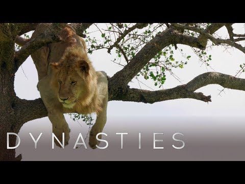 Lion Is Stuck On A Tree | Dynasties: On Location | BBC Earth