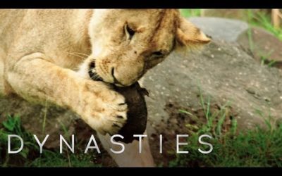 Lion VS Terrapin | Dynasties: On Location | BBC Earth