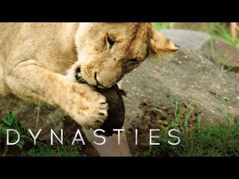 Lion VS Terrapin | Dynasties: On Location | BBC Earth
