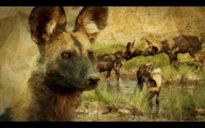 Painted Wolves: How Pack Mentality Ensures their Survival | BBC Earth