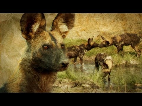 Painted Wolves: How Pack Mentality Ensures their Survival | BBC Earth