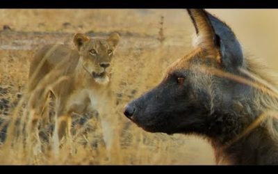 Wild Dogs vs Lioness | BBC Earth