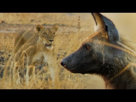 Wild Dogs vs Lioness | BBC Earth