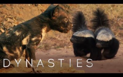 Painted Wolf Fights Off Honey Badgers To Protect Pups | Dynasties | BBC Earth