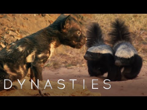 Painted Wolf Fights Off Honey Badgers To Protect Pups | Dynasties | BBC Earth