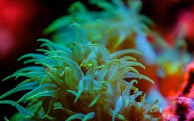 The Last Reef of Galapagos | BBC Earth
