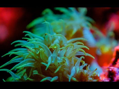The Last Reef of Galapagos | BBC Earth