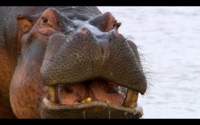 Hippos Struggle for Access to Water | BBC Earth