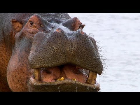 Hippos Struggle for Access to Water | BBC Earth
