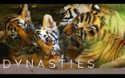 Tiger Cubs’ First Exploration Attempts | Dynasties | BBC Earth