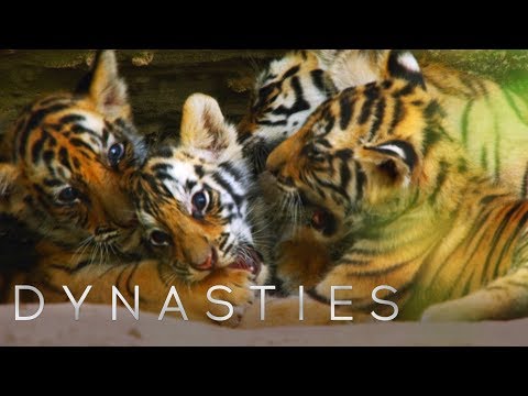 Tiger Cubs’ First Exploration Attempts | Dynasties | BBC Earth